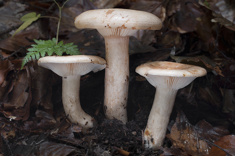 Lactarius pallidus